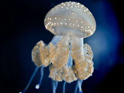 Invasive Jellyfish